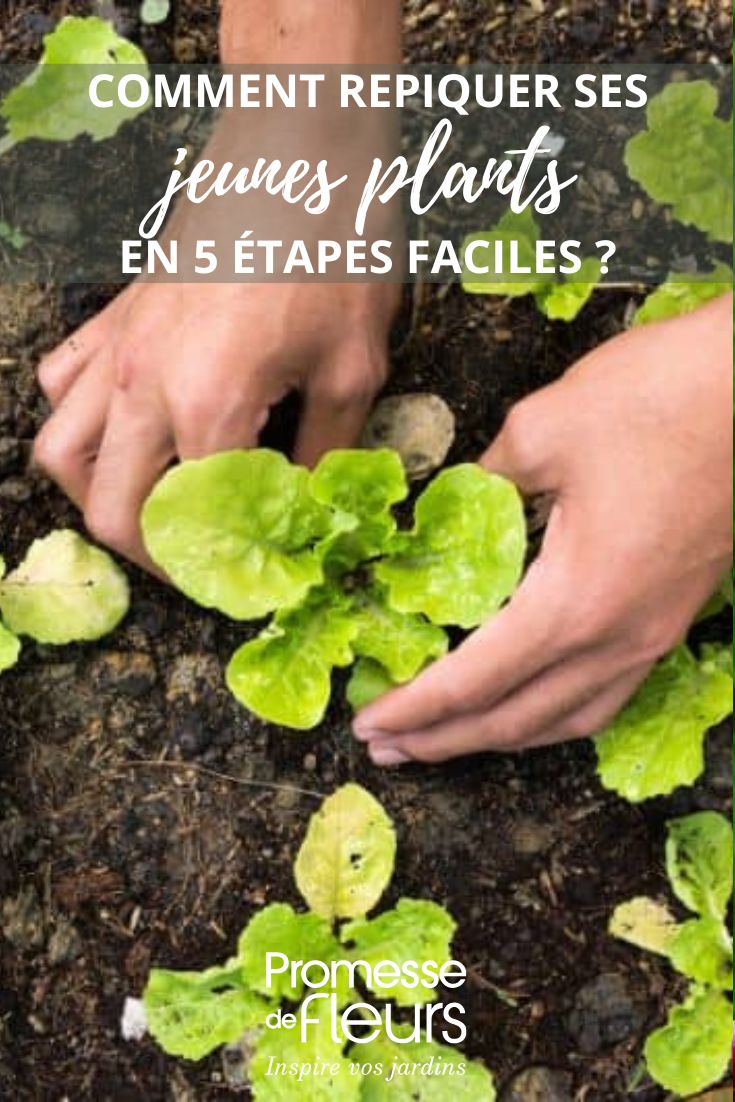 Trasplante de lechugas en el jardín