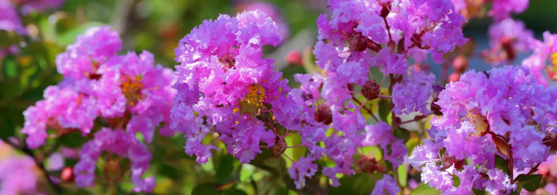 Consejos para cultivar con éxito el Árbol de Júpiter (Lagerstroemia) en macetas