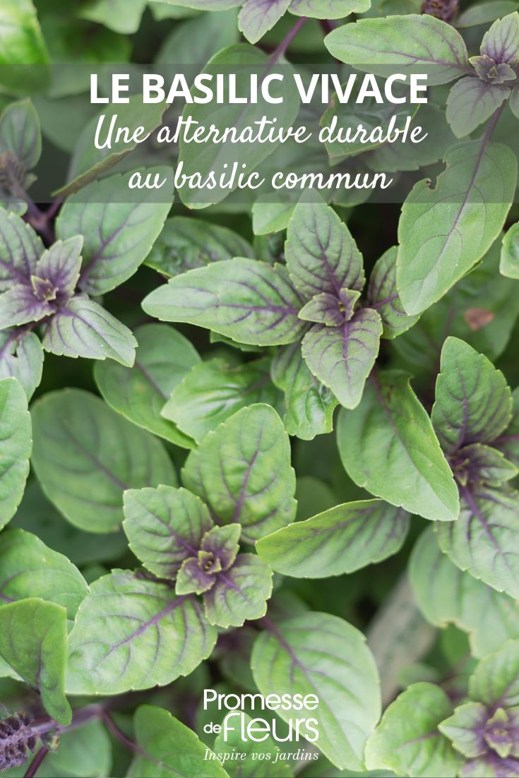 Ocimum kilimandscharicum