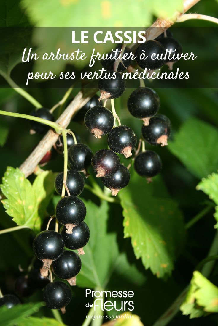 El grosellero negro, un arbusto frutal para cultivar por sus virtudes como Planta medicinal Grosella negra