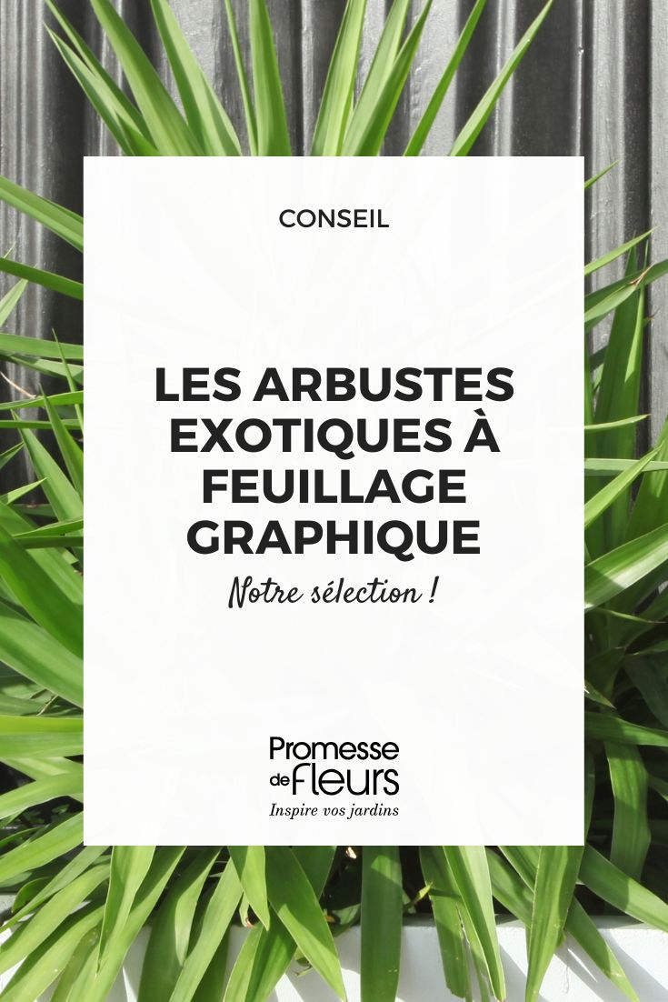 Los arbustos exóticos de follaje gráfico estructuran tu jardín con estilo yucca