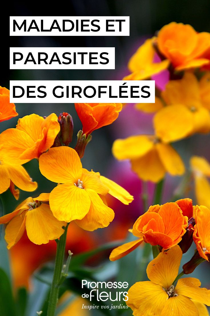 cuidar las alhelíes