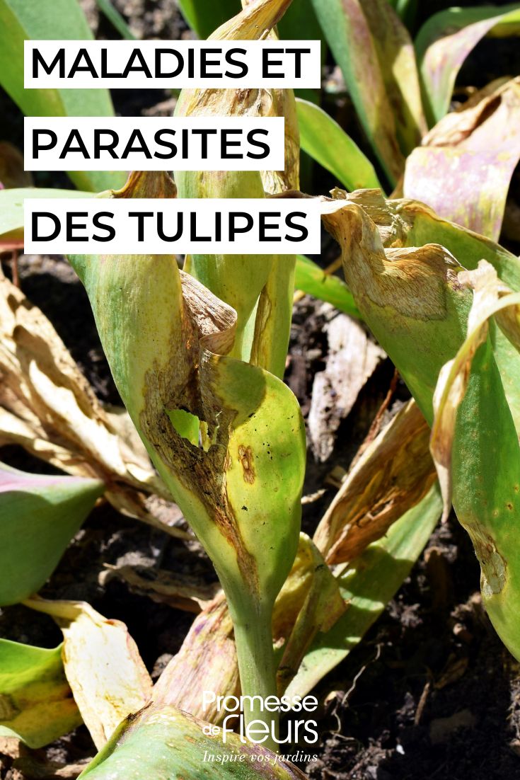 Las enfermedades y parásitos de los tulipanes tulipán enfermo
