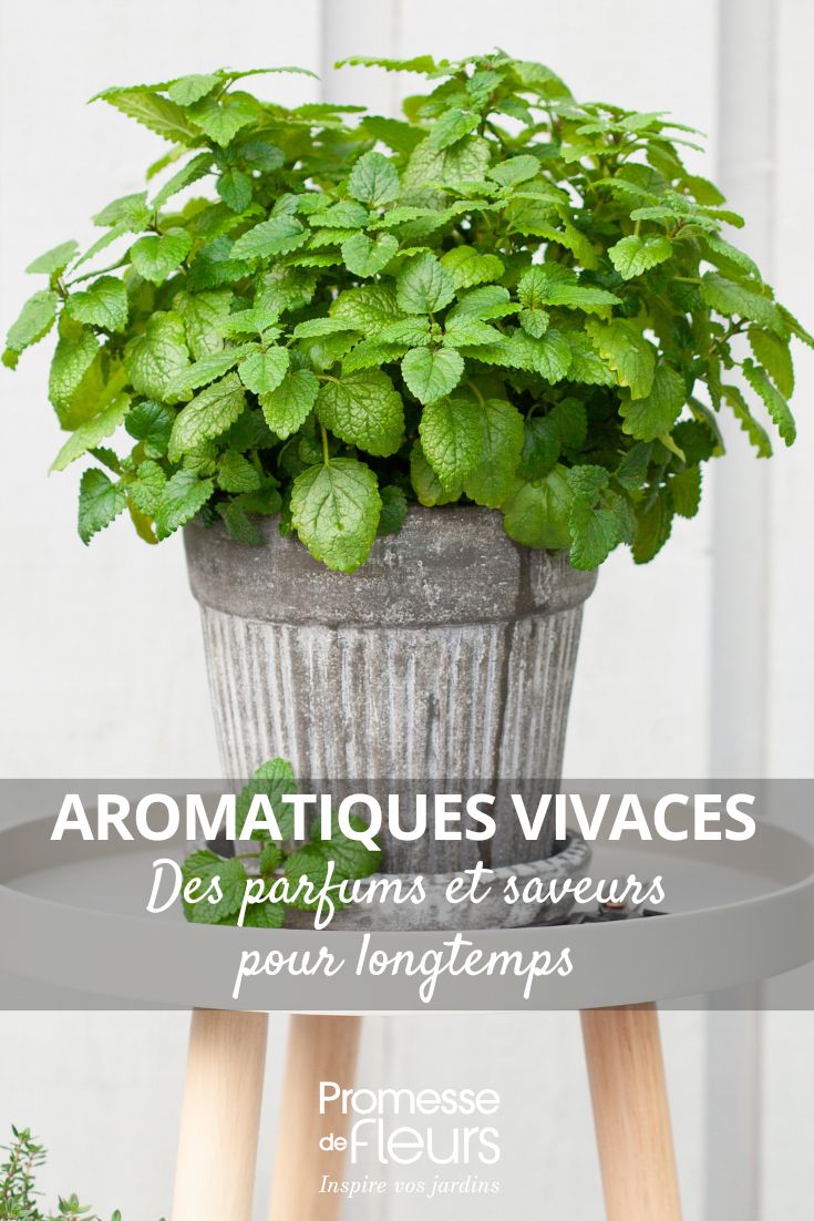 Las plantas aromáticas perennes: fragancias y sabores duraderos Melisa