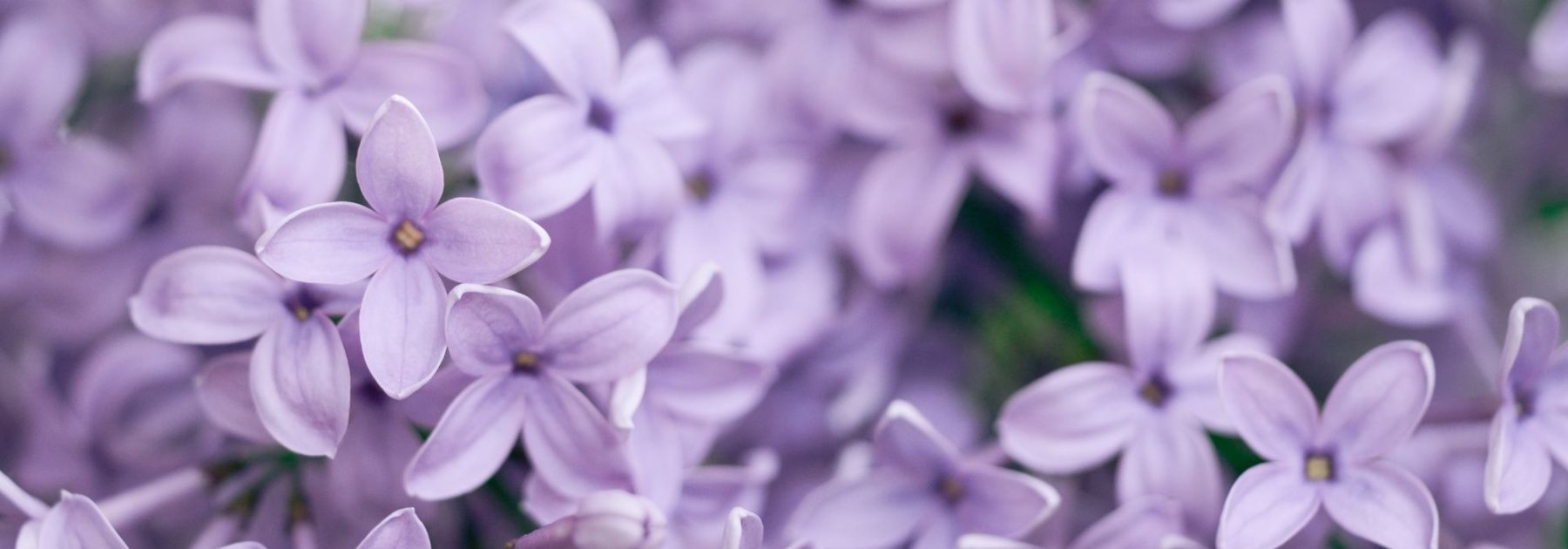 ¿Qué plantar en un suelo arcilloso-calcáreo? Consejos y plantas adecuadas