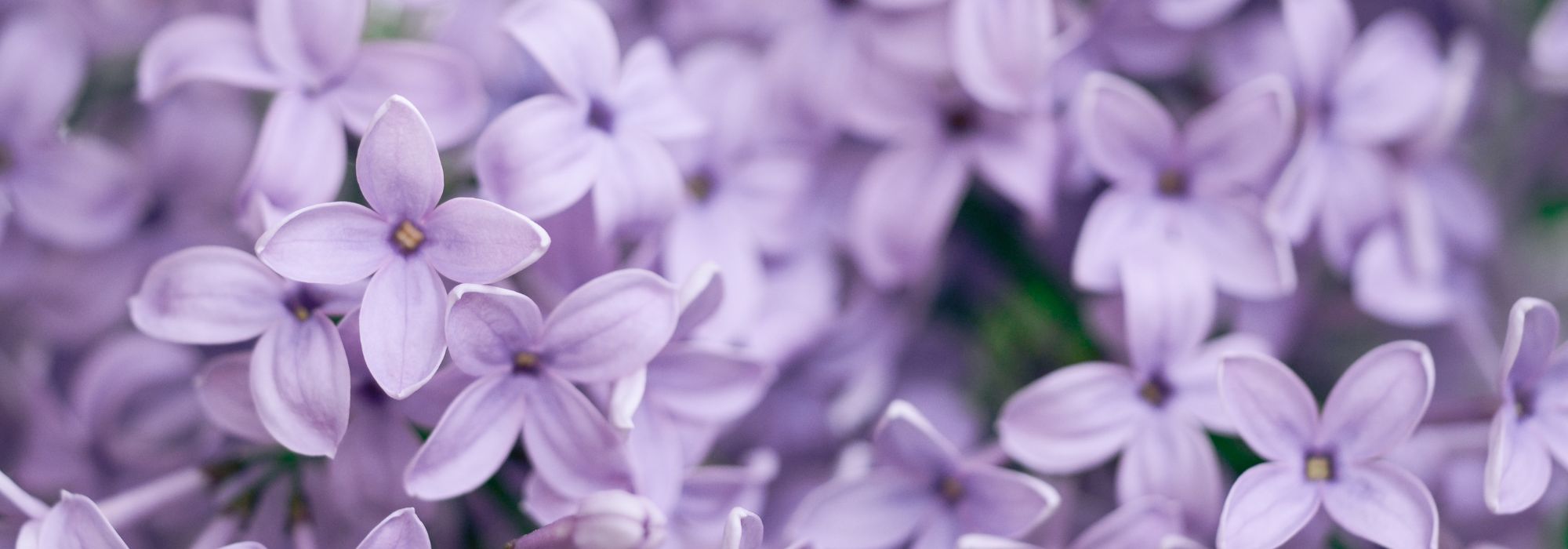 ¿Qué plantar en un suelo arcilloso-calcáreo? Consejos y plantas adecuadas