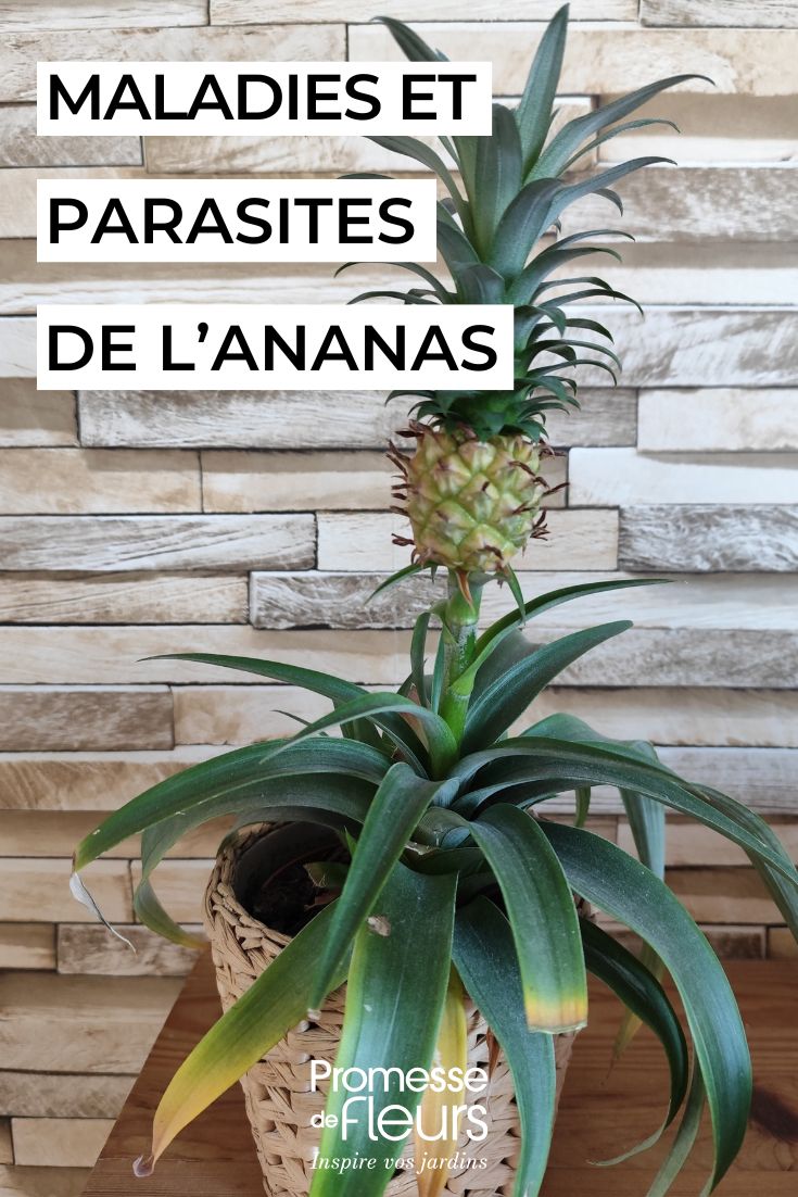 Ananas comosus (traducción directa, ya que es el nombre científico de la piña que se mantiene igual en español)  

O si prefieres el nombre común en español:  
Piña (Ananas comosus)  

*Nota: Los nombres científicos de plantas no se traducen, se mantienen en latín en todos los idiomas. Solo he añadido el nombre común entre paréntesis por si es útil para el contexto del blog de jardinería.*