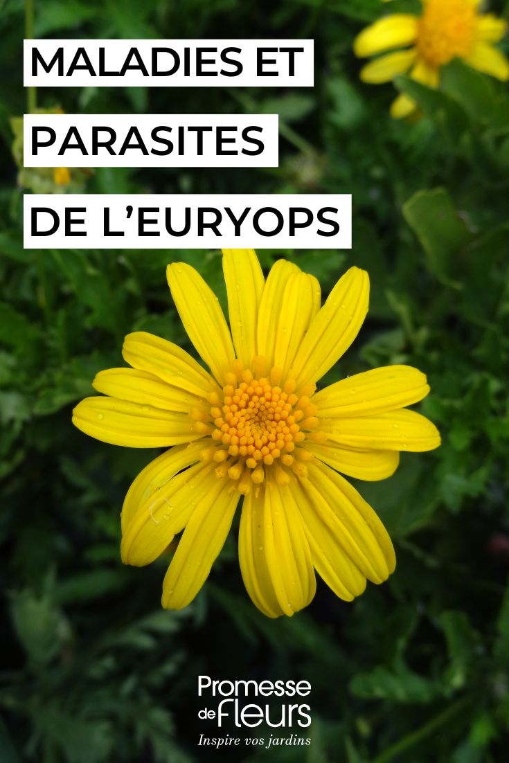 flores amarillas de EURYOPS