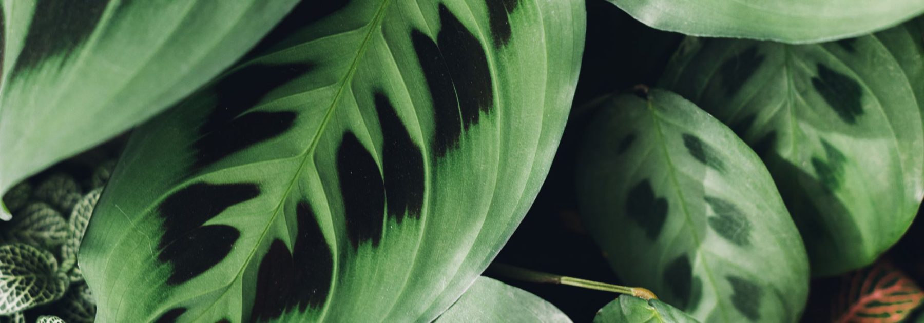 Maranta - Planta de la oración: cultivo y cuidados