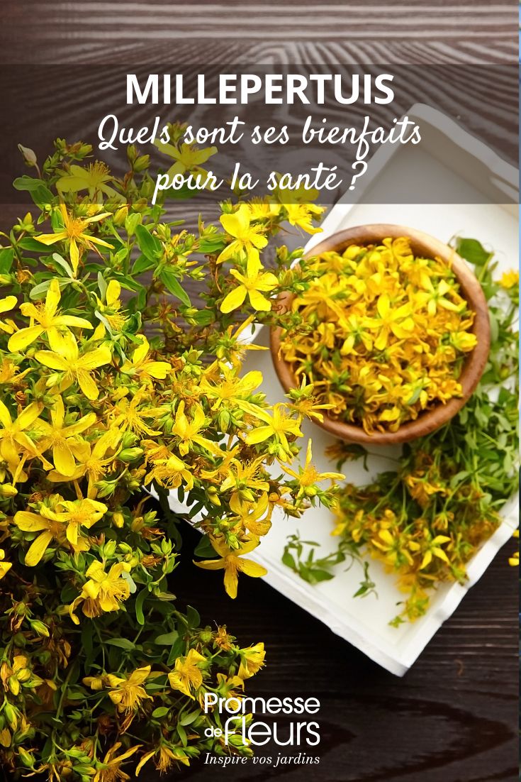 # Hipérico: ¿Cuáles son sus beneficios para la salud?
El hipérico (*Hypericum perforatum*), también conocido como hierba de San Juan, es una planta medicinal reconocida por sus múltiples beneficios para la salud.
## Principales beneficios del hipérico
### 1. **Propiedades antidepresivas**
El hipérico es conocido por su efecto positivo en el tratamiento de la depresión leve a moderada, ayudando a mejorar el estado de ánimo y reducir la ansiedad.
### 2. **Cicatrización de heridas**
Gracias a sus propiedades antiinflamatorias y antibacterianas, el aceite de hipérico se utiliza para acelerar la curación de heridas, quemaduras y eccemas.
### 3. **Alivio del dolor nervioso**
Puede ser útil en el tratamiento de neuralgias y dolores relacionados con el sistema nervioso, como la ciática.
### 4. **Mejora del sueño**
Al regular el estado de ánimo y reducir la ansiedad, contribuye a un descanso más reparador.
### 5. **Propiedades antivirales**
Algunos estudios sugieren que puede ayudar en el tratamiento de infecciones virales leves.
## Precauciones
Aunque es una planta beneficiosa, el hipérico puede interactuar con ciertos medicamentos (como antidepresivos, anticonceptivos y anticoagulantes). Consulta siempre con un profesional de la salud antes de su consumo.
¿Has utilizado el hipérico? ¡Cuéntanos tu experiencia! ???? Hypericum perforatum