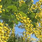 ¿Por qué no florece mi mimosa? 6 causas frecuentes y sus soluciones