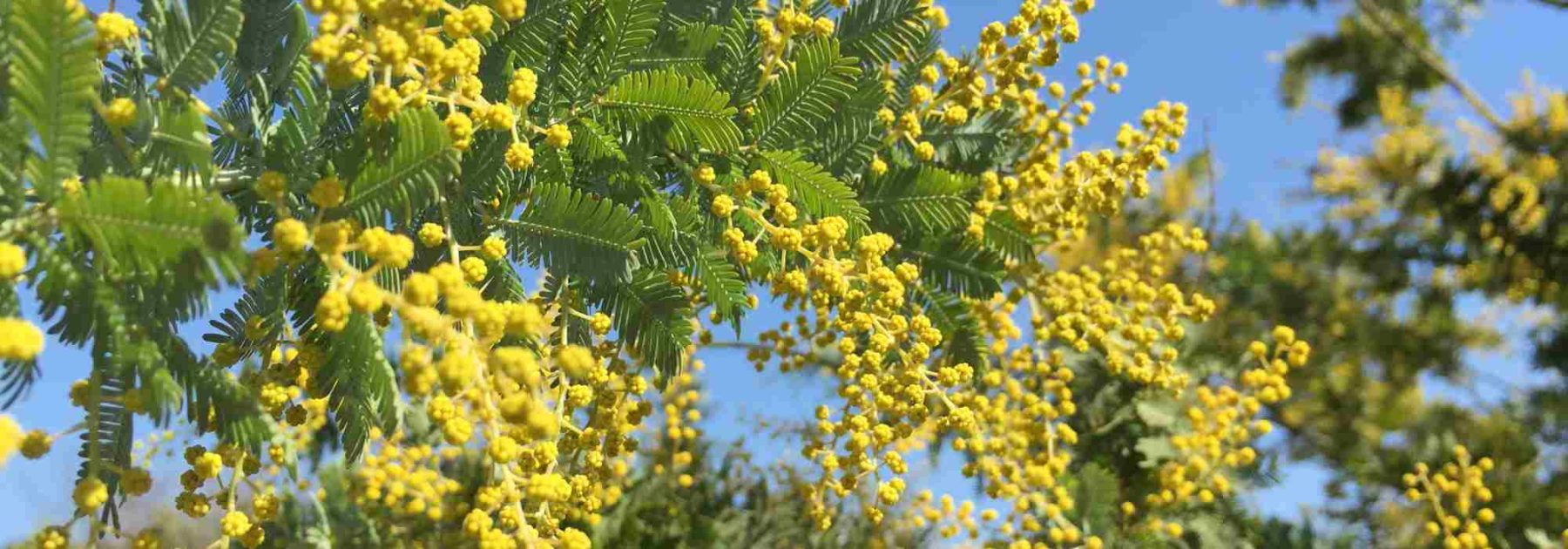 ¿Por qué no florece mi mimosa? 6 causas frecuentes y sus soluciones