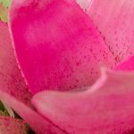 Neoregelia: cultivo y cuidados