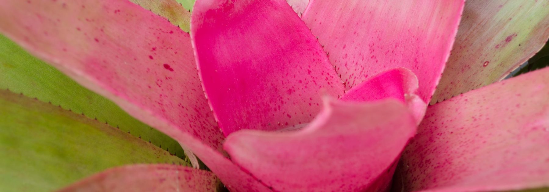 Neoregelia: cultivo y cuidados