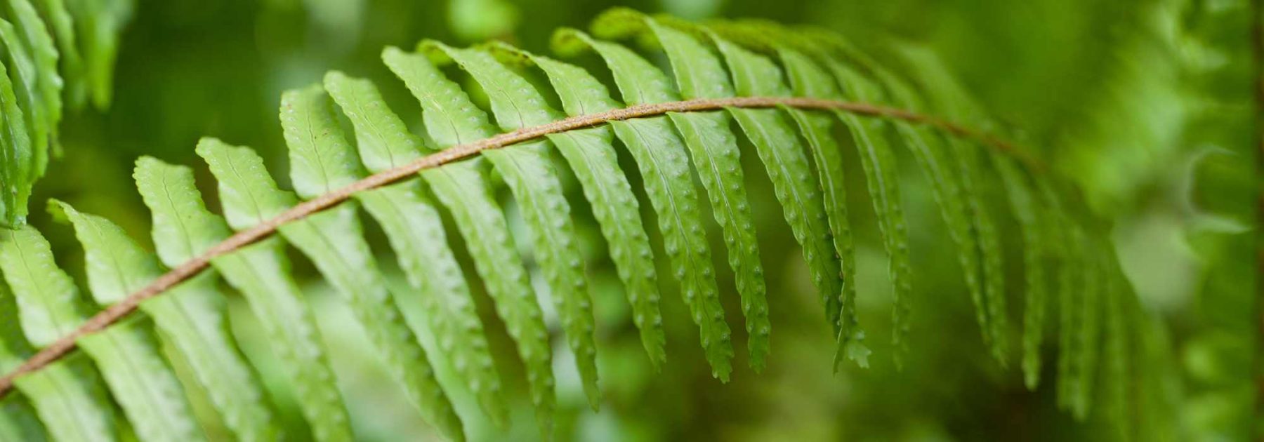 Helecho de Boston (Nephrolepis): Cultivo y cuidados