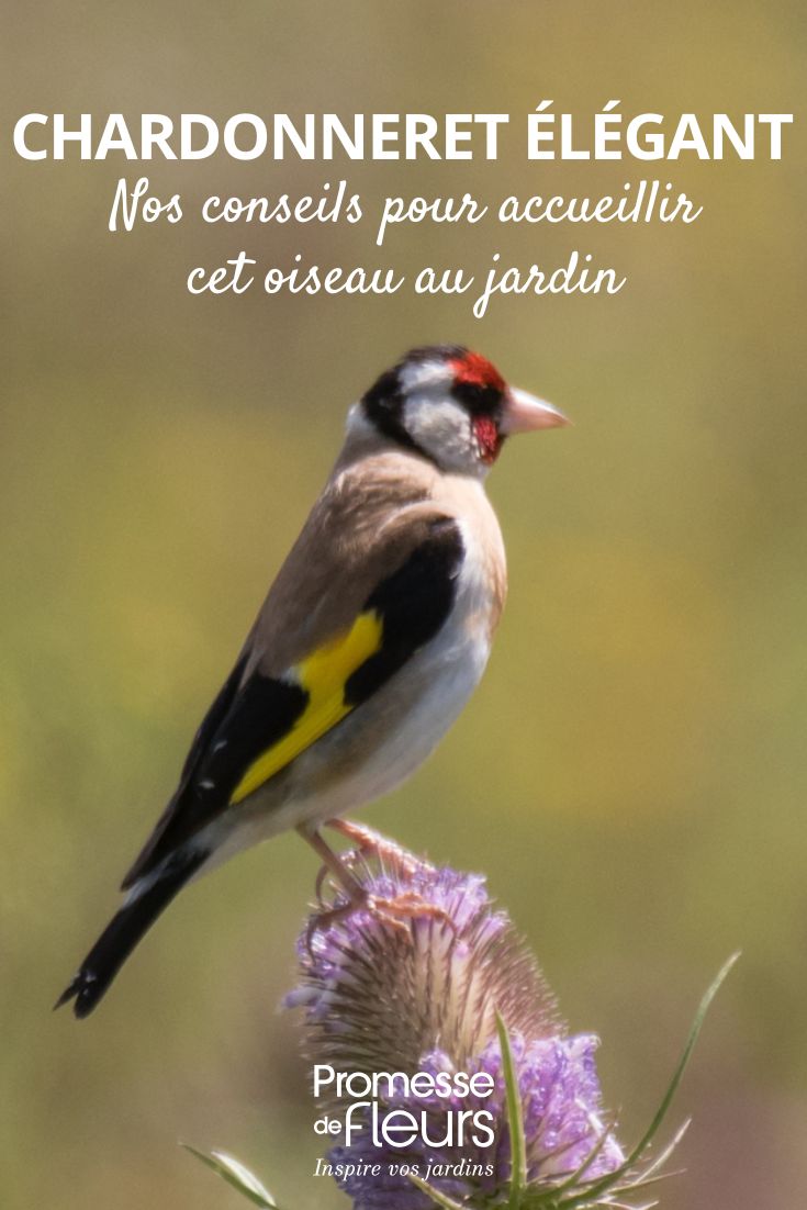 Carduelis carduelis (Jilguero europeo)