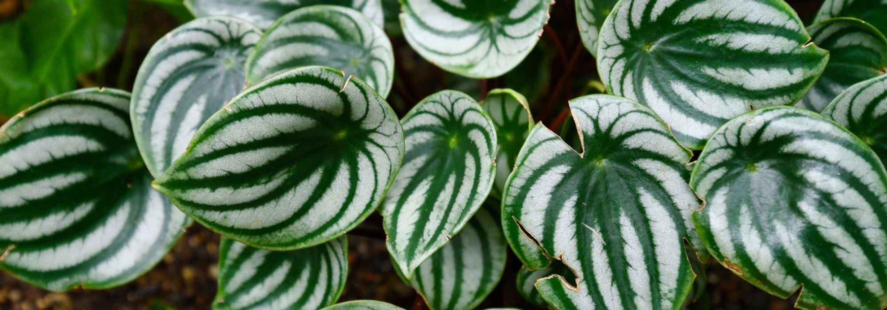 Peperomia: cultivo, cuidado y elección de variedades