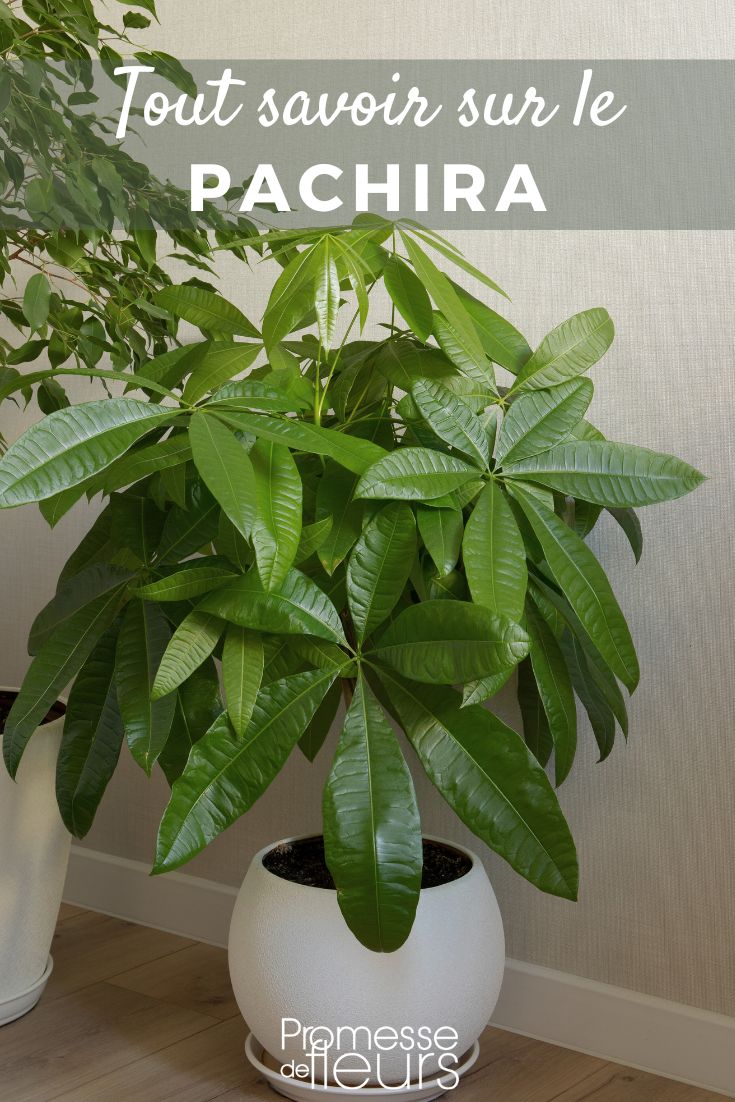 Pachira: plantación, cultivo y cuidados

La Pachira es una planta de interior muy popular gracias a su tronco trenzado y su follaje brillante. Originaria de las regiones tropicales de América Central y del Sur, esta planta es relativamente fácil de cuidar si se le proporcionan las condiciones adecuadas. Aquí tienes todo lo que necesitas saber sobre su plantación, cultivo y mantenimiento.

**Plantación de la Pachira**

- **Época ideal**: Primavera o principios de verano.
- **Sustrato**: Utiliza una mezcla ligera y bien drenada, como tierra para plantas verdes mezclada con arena o perlita.
- **Maceta**: Escoge una maceta con agujeros de drenaje para evitar el estancamiento de agua.

**Cultivo de la Pachira**

- **Luz**: Necesita luz brillante pero indirecta. Evita el sol directo que puede quemar sus hojas.
- **Temperatura**: Entre 18°C y 24°C. Protegela de corrientes de aire frío.
- **Humedad**: Aprecia una humedad ambiental elevada. Puedes pulverizar sus hojas regularmente o colocarla sobre una bandeja con guijarros mojados.

**Cuidados de la Pachira**

- **Riego**: Moderado. Deja secar la superficie del sustrato entre riegos. Reduce el riego en invierno.
- **Abono**: Aplica un fertilizante líquido para plantas verdes cada 15 días durante la temporada de crecimiento (primavera-verano).
- **Poda**: Puedes podar las ramas demasiado largas para mantener una forma armoniosa.
- **Trasplante**: Cada 2 o 3 años, en una maceta ligeramente más grande.

**Problemas frecuentes**

- **Hojas amarillas**: Exceso de riego o falta de luz.
- **Hojas que caen**: Corriente de aire frío o cambio brusco de temperatura.
- **Plagas**: Vigila la aparición de cochinillas o arañas rojas.

Con estos sencillos consejos, tu Pachira crecerá sana y aportará un toque de exuberancia tropical a tu hogar. ¡Es una planta perfecta para los amantes de la vegetación que buscan una especie resistente y decorativa!
