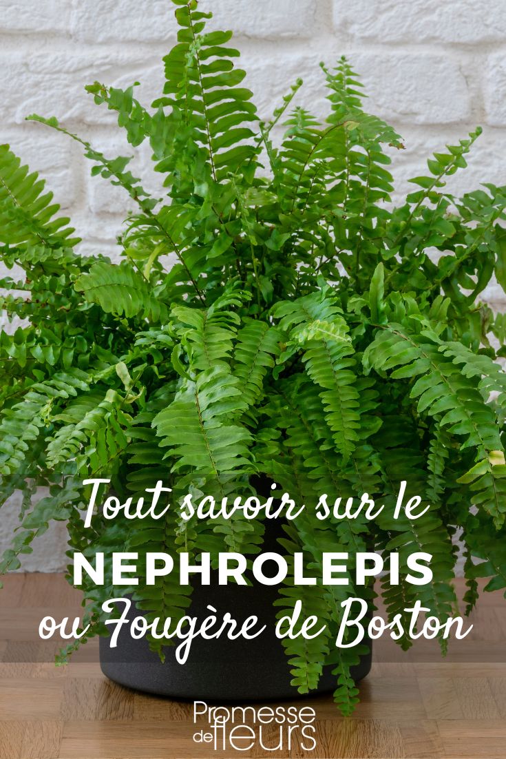 Helecho de Boston (Nephrolepis): Cultivo y cuidados