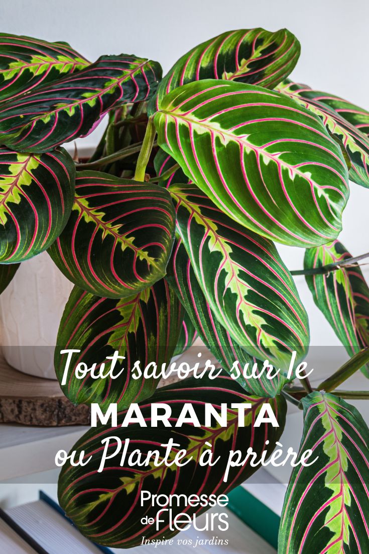 maranta Maranta - Planta de la oración: cultivo y cuidados
