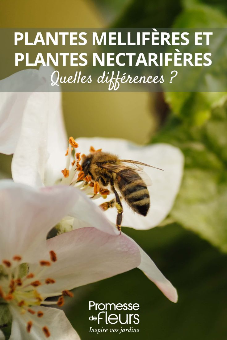 las plantas melíferas y nectaríferas del jardín: cómo diferenciarlas