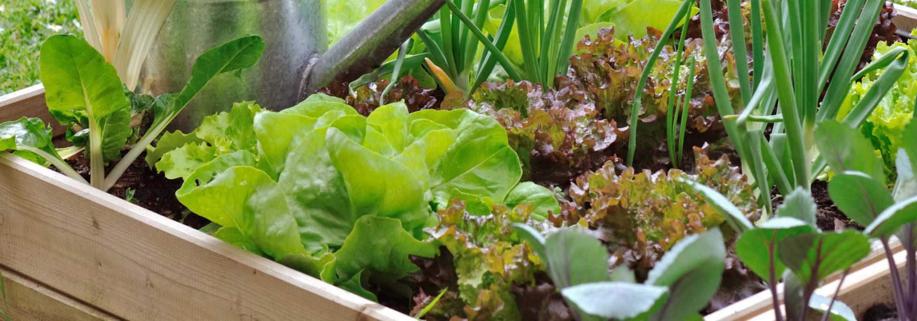 Huerto para principiantes: 7 hortalizas súper fáciles de cultivar