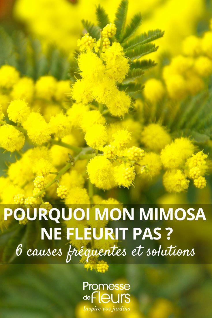 flores amarillas de mimosa