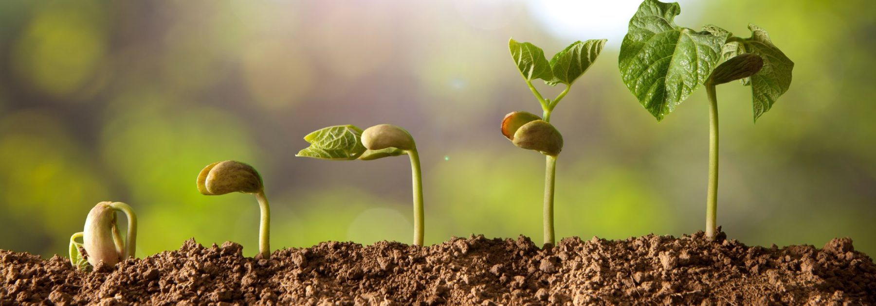 Jardinero principiante: 7 errores frecuentes que debes evitar