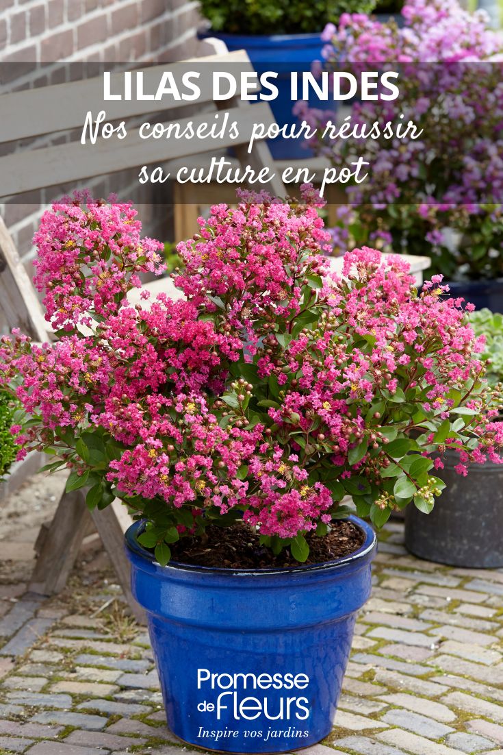 Cómo cultivar con éxito el Árbol de Júpiter (Lagerstroemia) en macetas un Árbol de Júpiter en macetas