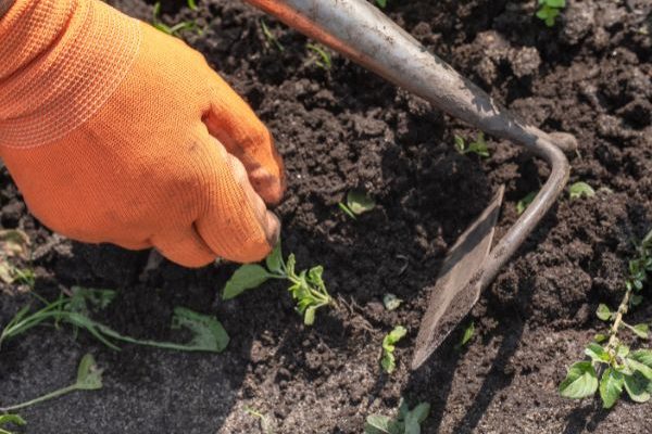 Jardinería para principiantes: el escardado, ¿qué es? ¿Cómo hacerlo?