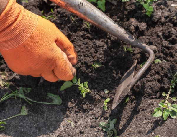 Jardinería para principiantes: el escardado, ¿qué es? ¿Cómo hacerlo?