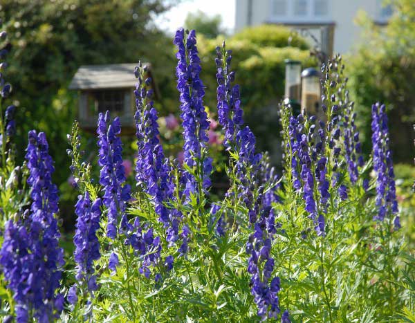 ¿Cómo podar el Aconitum?