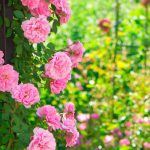 Regencycore en el jardín: ¡adopta el estilo de los Bridgerton!