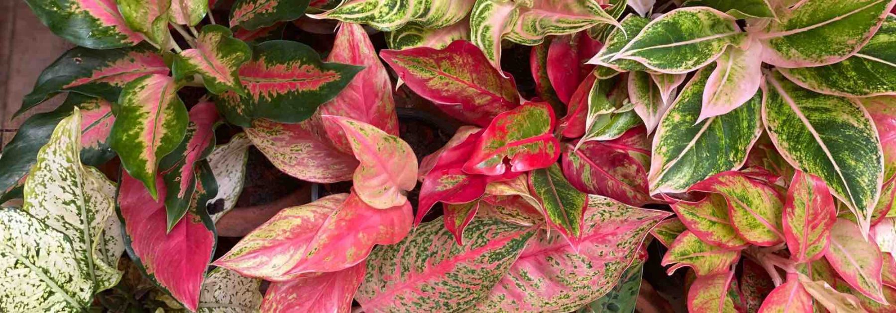 Aglaonema: enfermedades, parásitos y problemas comunes