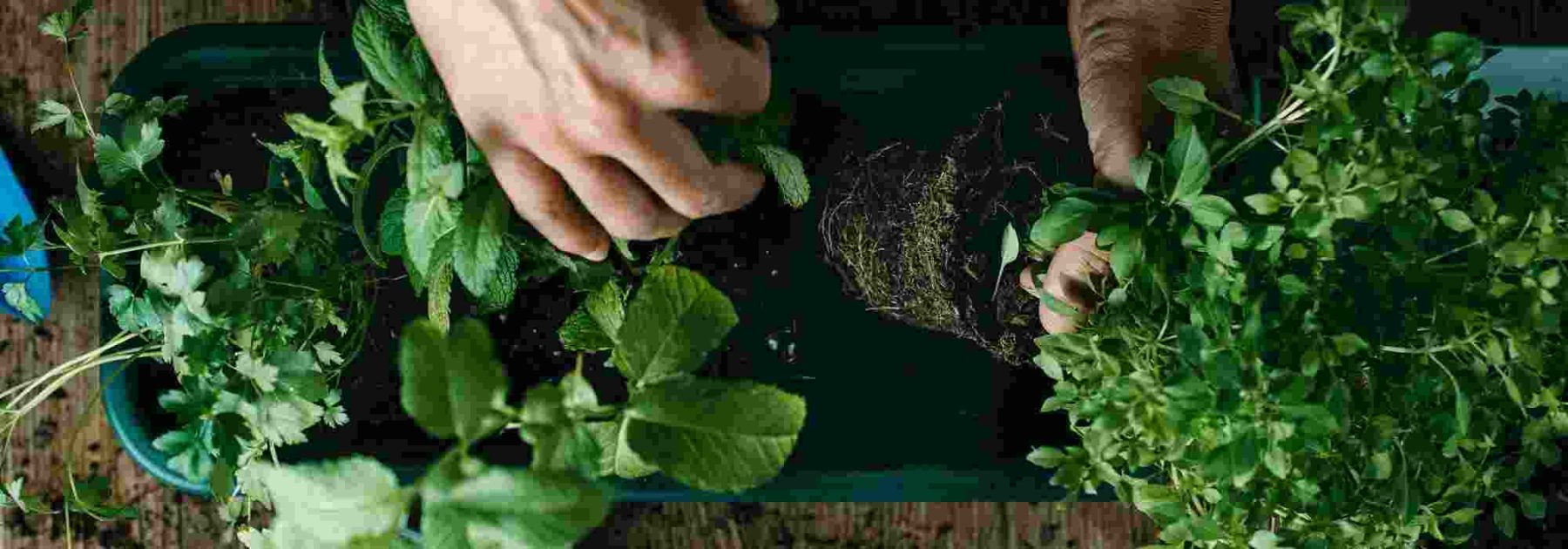 Las plantas aromáticas viváceas: aromas y sabores para siempre