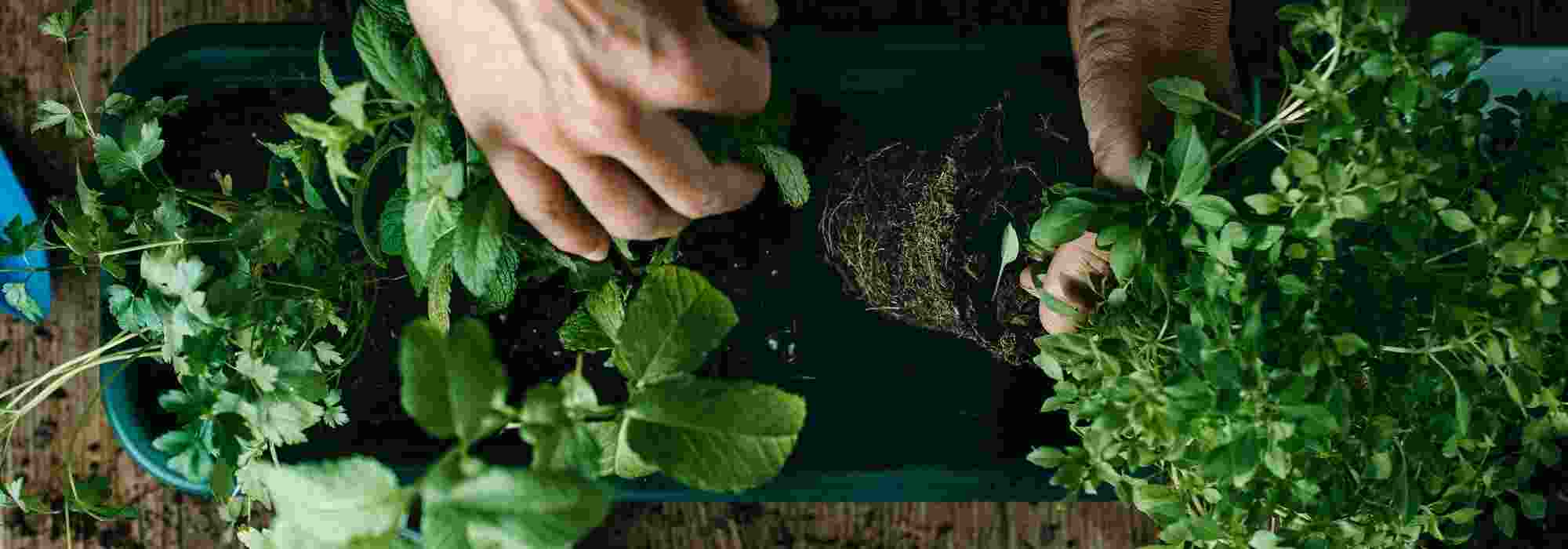 Las plantas aromáticas viváceas: aromas y sabores para siempre