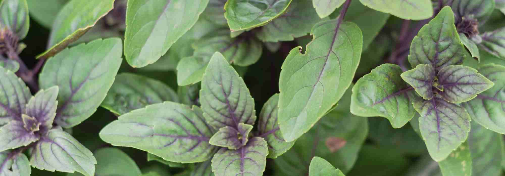 La albahaca vivácea: una alternativa sostenible a la albahaca común