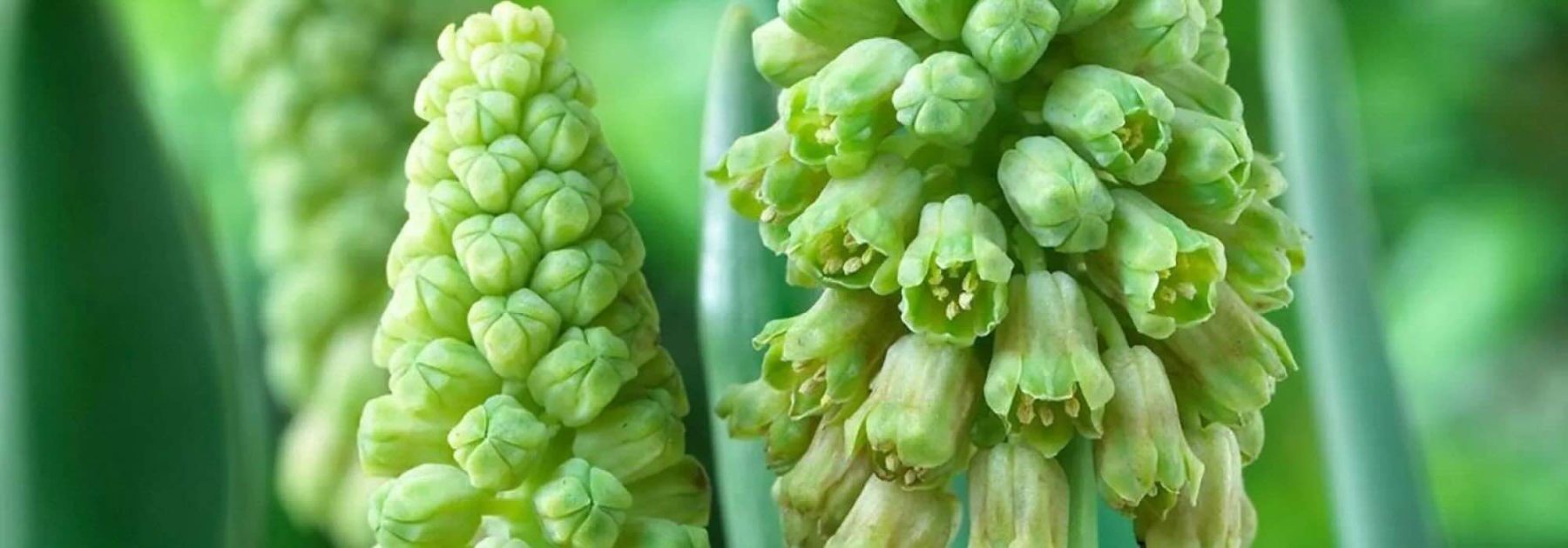 7 bulbos de flores verdes para una primavera insólita y elegante