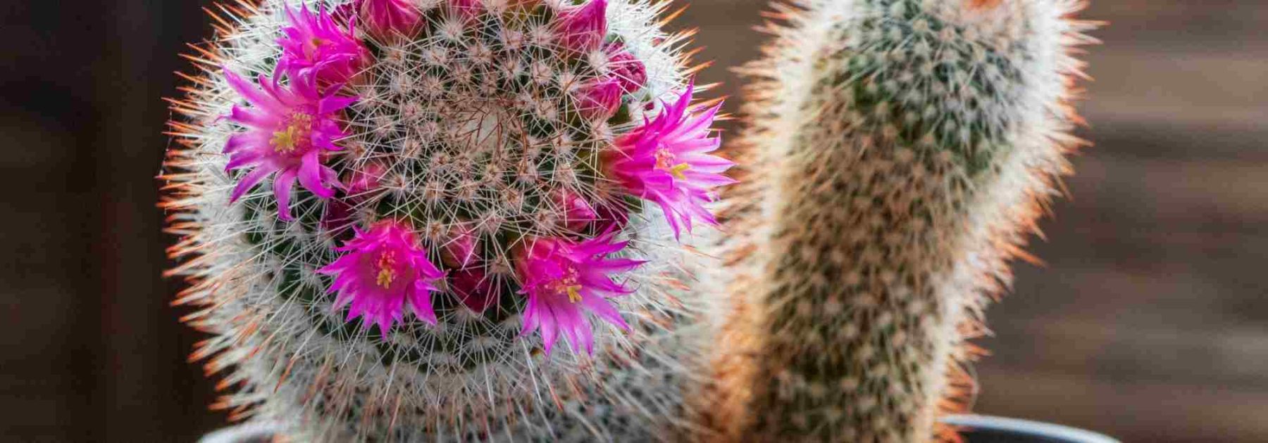 Hacer florecer cactus: nuestras soluciones y consejos infalibles