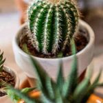 Cultivo de cactus en interiores: luz, sustrato, riego... ¡todo lo que necesitas saber!