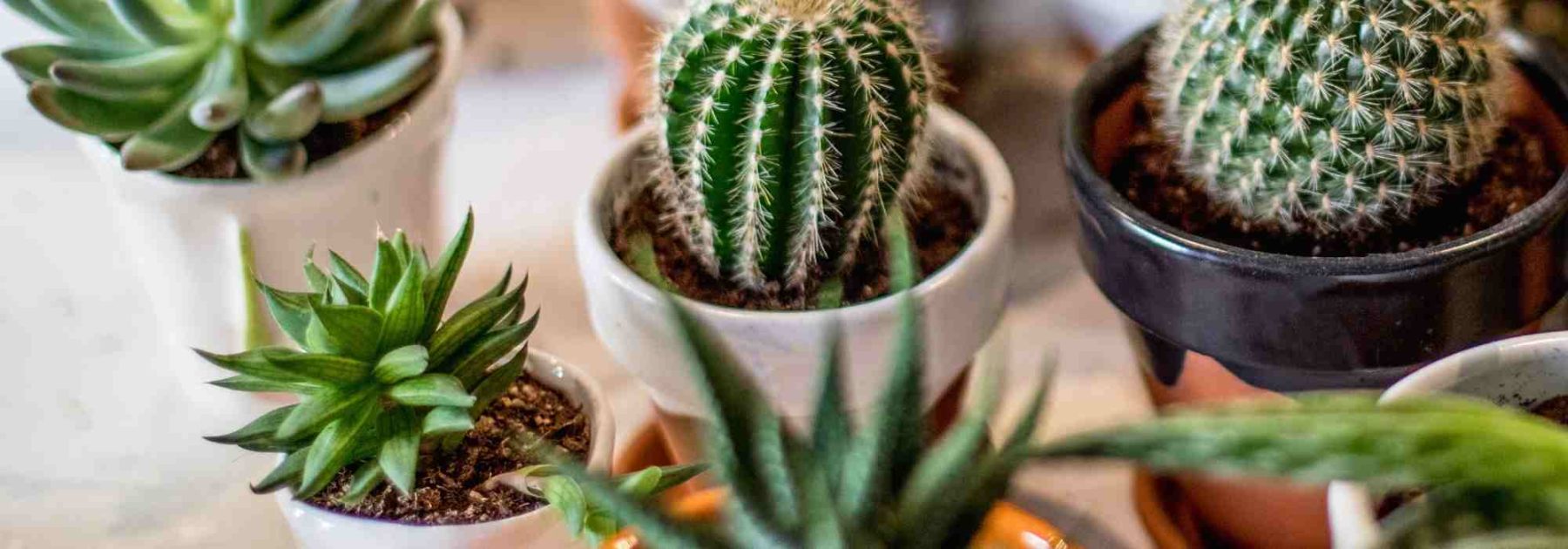 Cultivo de cactus en interiores: luz, sustrato, riego... ¡todo lo que necesitas saber!