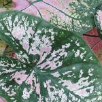 Enfermedades y parásitos del Caladium en interior: identifícalos y protege tu planta