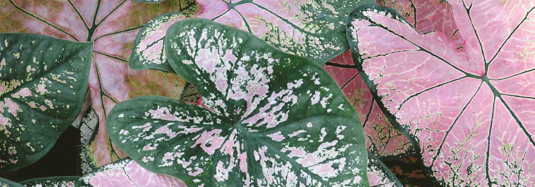 Enfermedades y parásitos del Caladium en interior: identifícalos y protege tu planta
