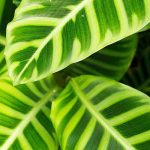 Calathea: Enfermedades, problemas comunes y parásitos