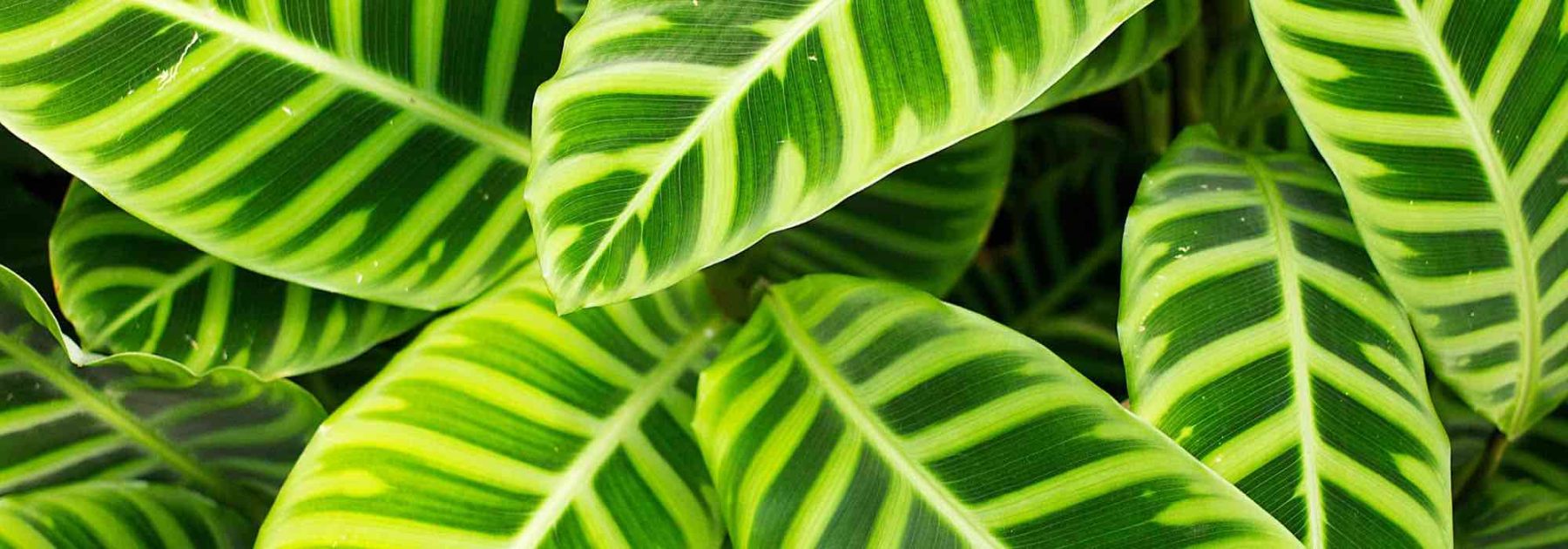 Calathea: Enfermedades, problemas comunes y parásitos