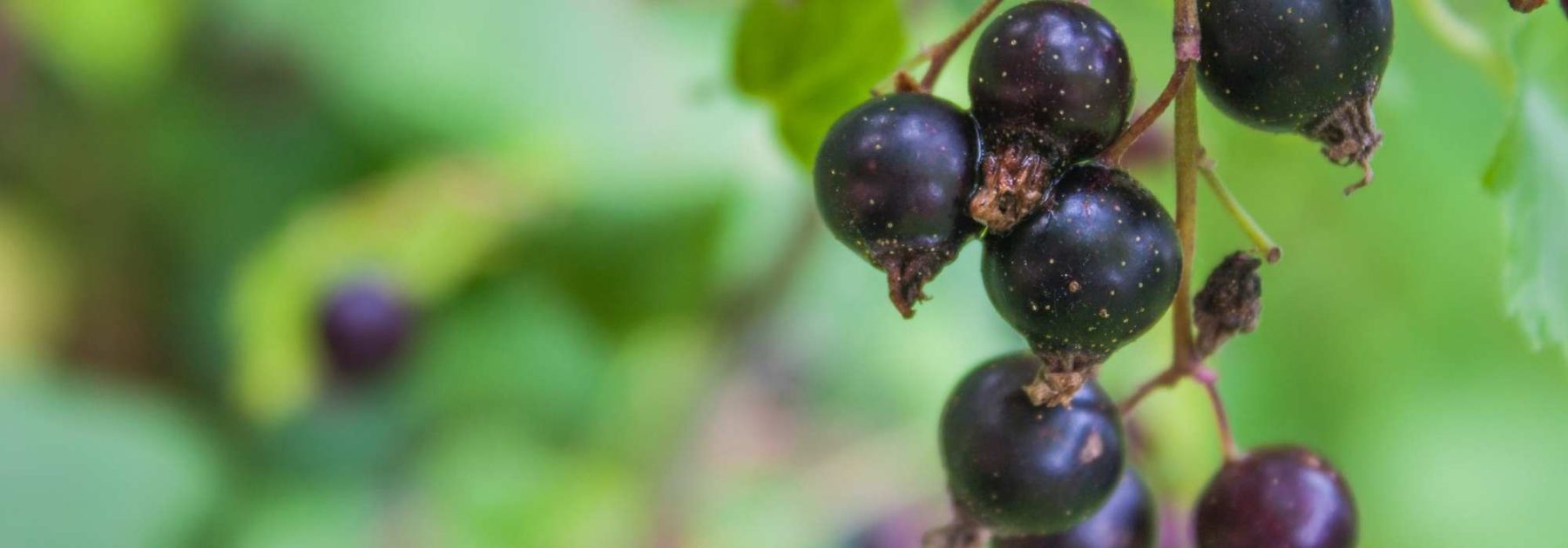 El grosellero negro: un arbusto frutal para cultivar por sus propiedades medicinales