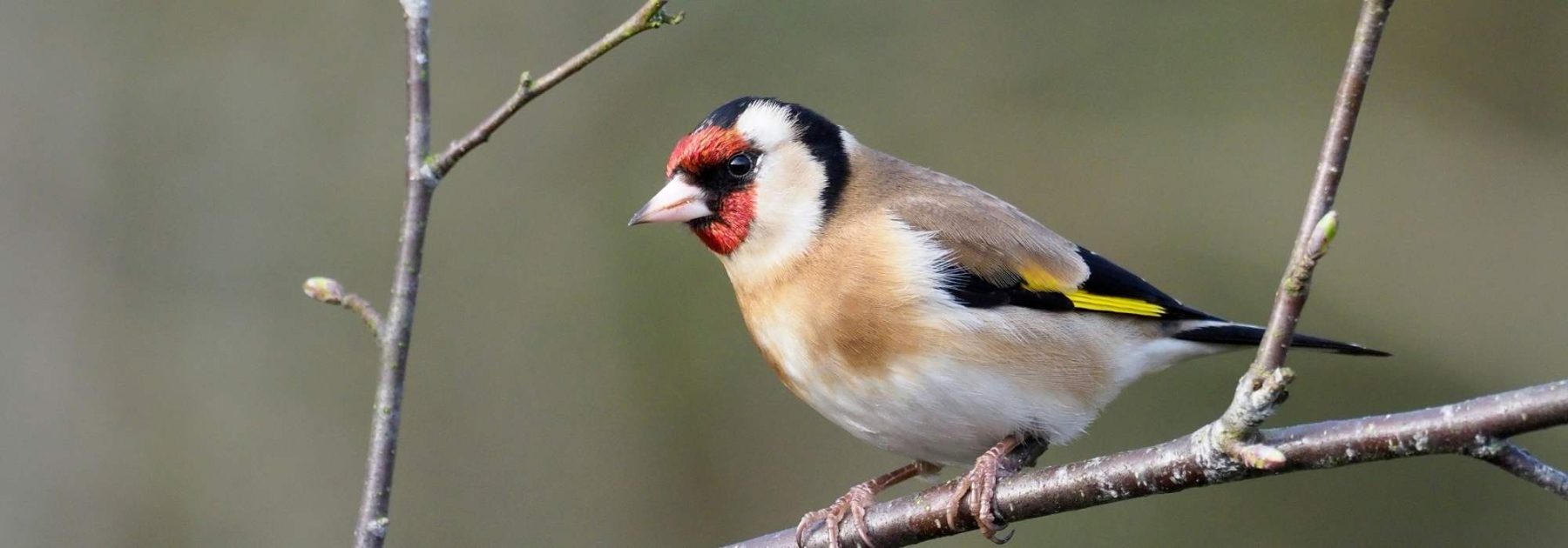 Aves de jardín: ¿cómo reconocer y atraer al jilguero europeo?