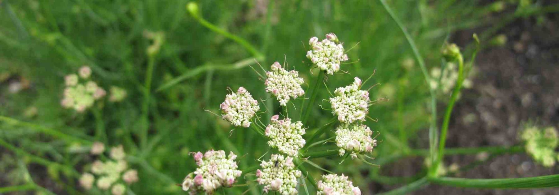 Cultivar la bulbocastaña: ¿dónde, cuándo y cómo?