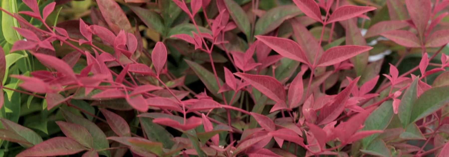 ¿Qué Nandina o bambú sagrado elegir para tu jardín o terraza?