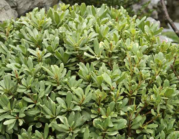 ¿Cómo hacer esquejes de pittosporum?
